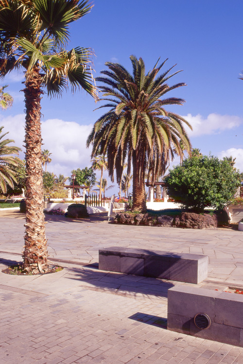 Vista de una de las zonas de descanso con dos bancos junto a una palmera del paseo de Colón
